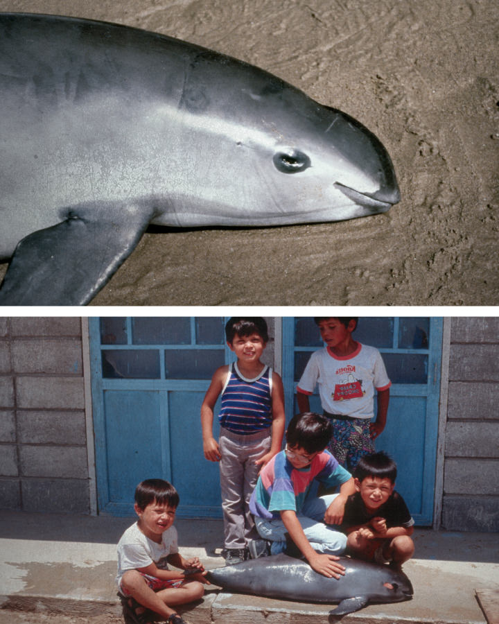 For generations, vaquitas have been accidentally trapped in nets used by fishermen in the region. Courtesy of: Omar Vidal, Alejandro Robles, Caterina D’Agrosa.