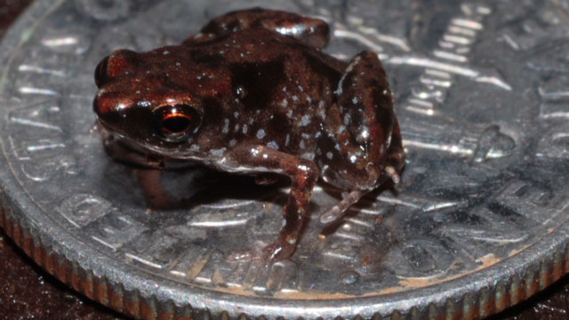 World's smallest frog discovered in Papua New Guinea - CNN