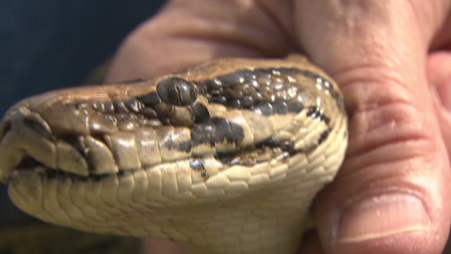 Scientists Examine Record Python Found In Florida In Effort To Stop ...