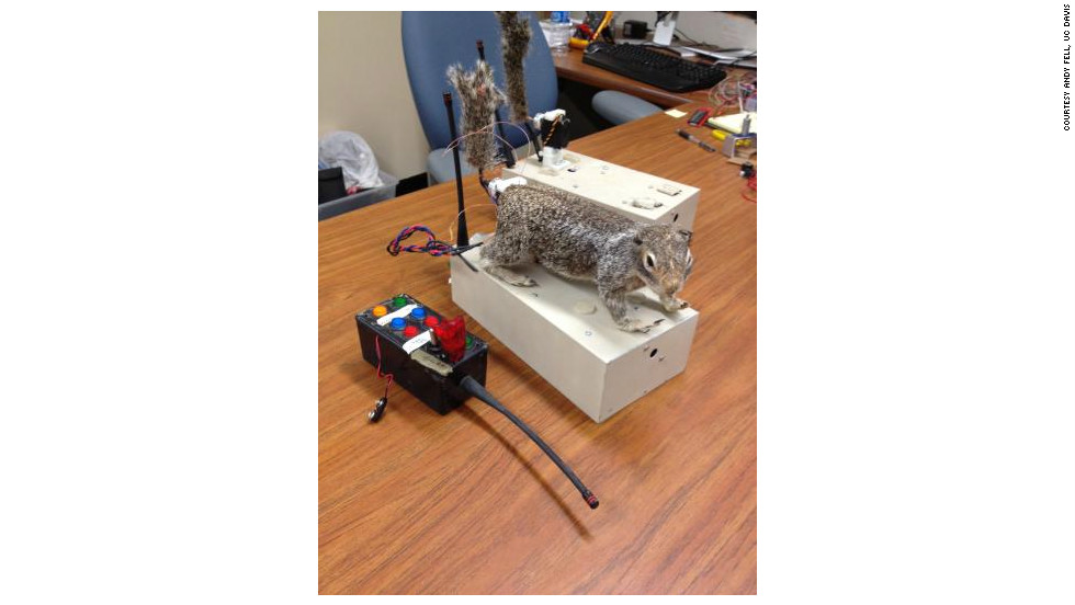 'Robosquirrel' deployed to research relationship with rattlesnakes - CNN