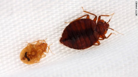Thick-skinned bedbugs are beating bug spray