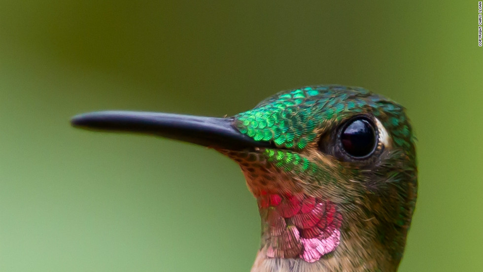 The pink-throated brilliant is a member of the hummingbird family and is native to Colombia, Ecuador and Peru. It is classified as &quot;vulnerable&quot; by the IUCN Red List. Thirteen percent of birds are threatened with extinction.