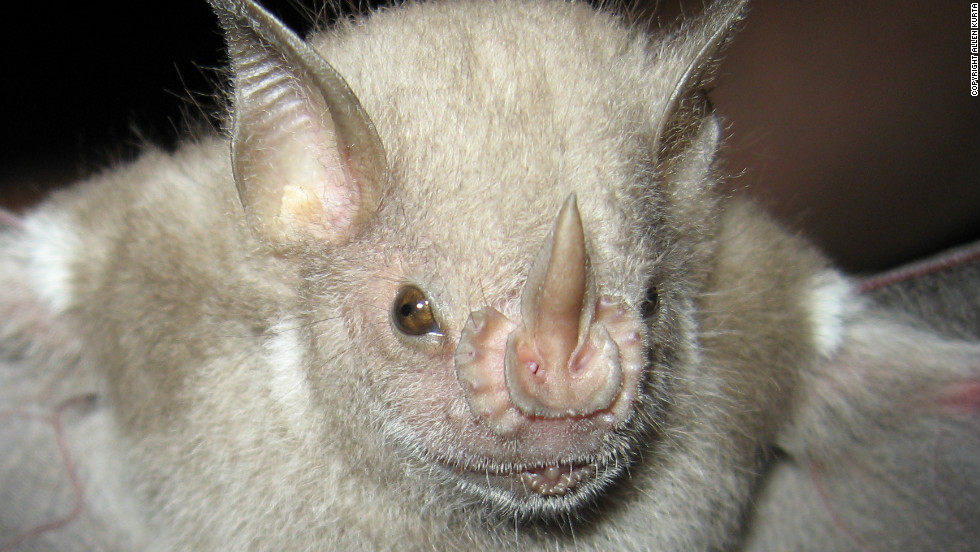 Native to Puerto Rico, the Virgin Islands and the United States, the red fruit bat is classified as &quot;vulnerable&quot; by the IUCN due to &quot;ongoing population reduction&quot; and because of its &quot;small geographical range.&quot; Bats and birds both help control insect populations, which may otherwise destroy agricultural crops.  