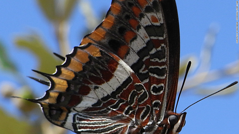 The two-tailed pasha can be found in southern Europe and is less at risk than some other European butterfly species. Of Europe&#39;s endemic butterflies, 16% are under threat, says the IUCN.