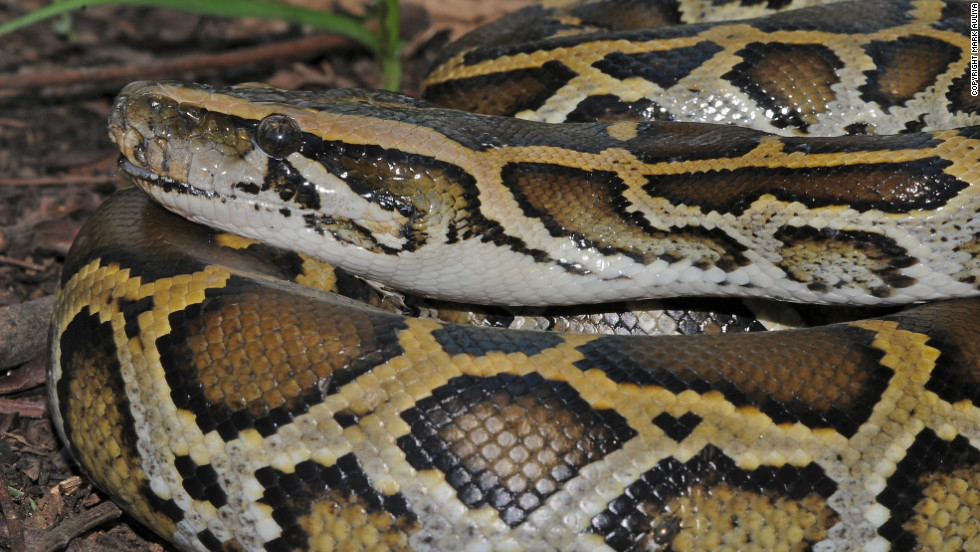 Trade and overexploitation for food and skins has made this species &quot;vulnerable,&quot; according to the IUCN. Ten percent of snakes endemic to China and Southeast Asia are threatened with extinction.