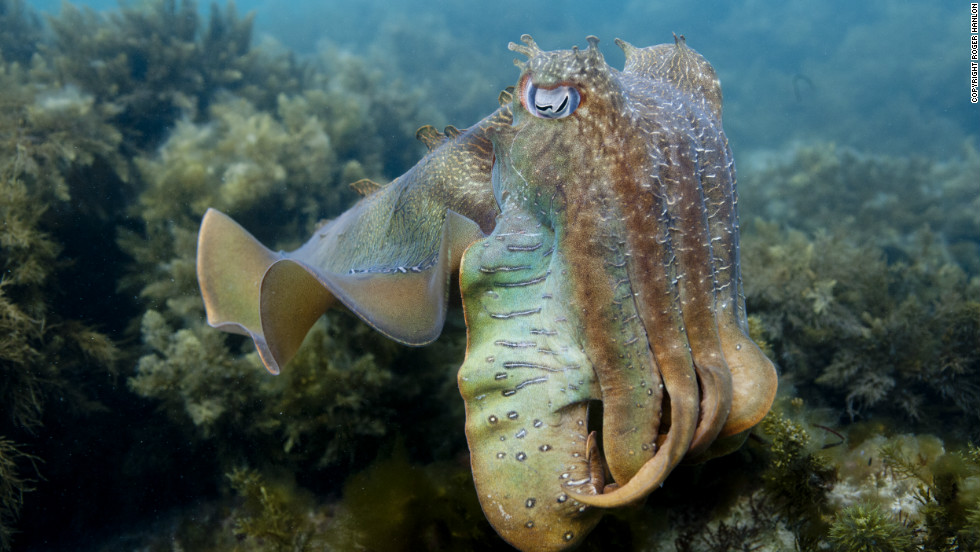 The cuttlefish is another newly recorded species on the 2012 Red List and classified as &quot;near threatened.&quot; 