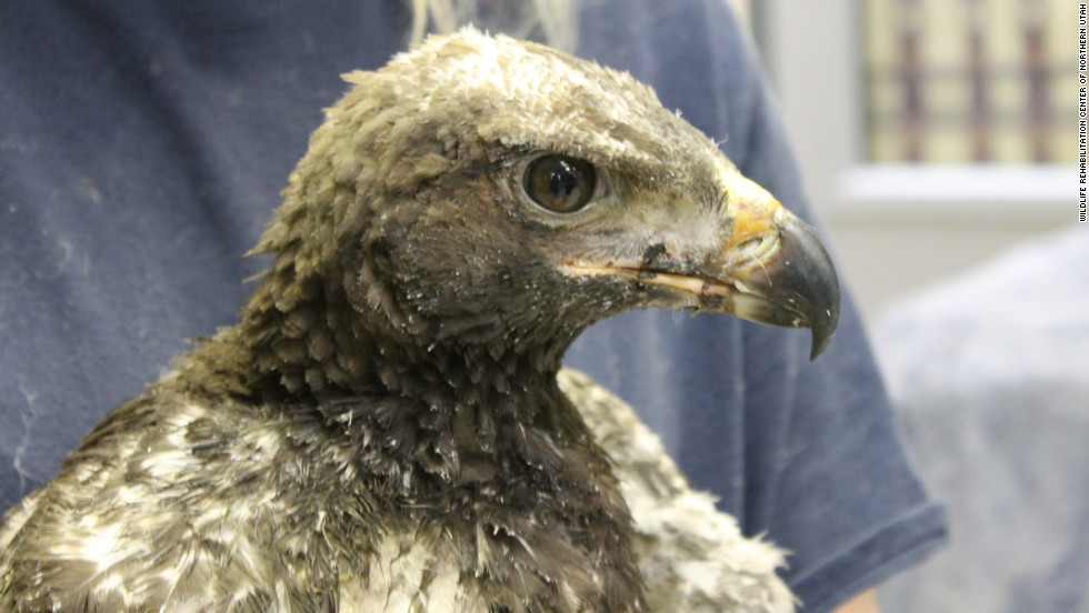 Survival of injured baby golden eagle in Utah wildfire