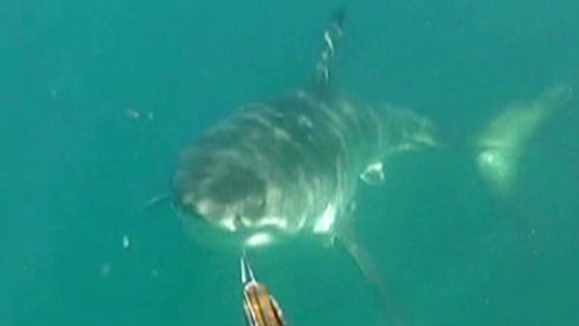 Shark attacks: Is 'Jaws' back? - CNN