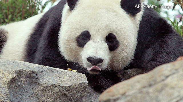 Cause of panda cub death still unclear - CNN