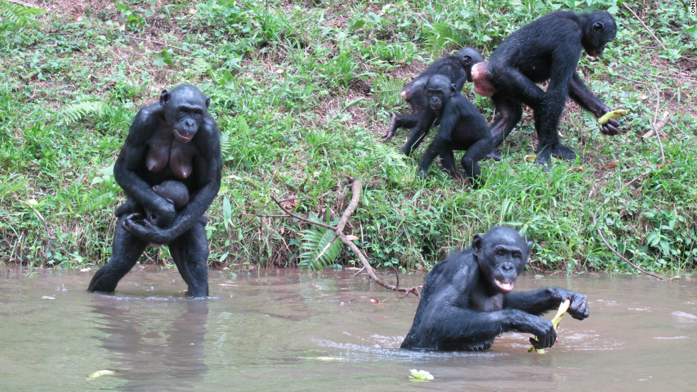 The Sexy Happy Apes We Might Have Been Cnn