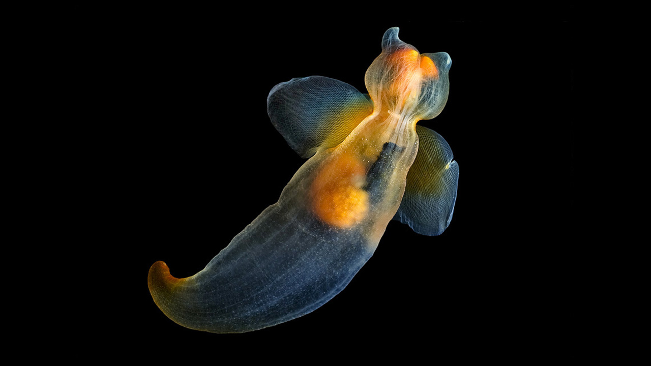 jellyfish with fish inside