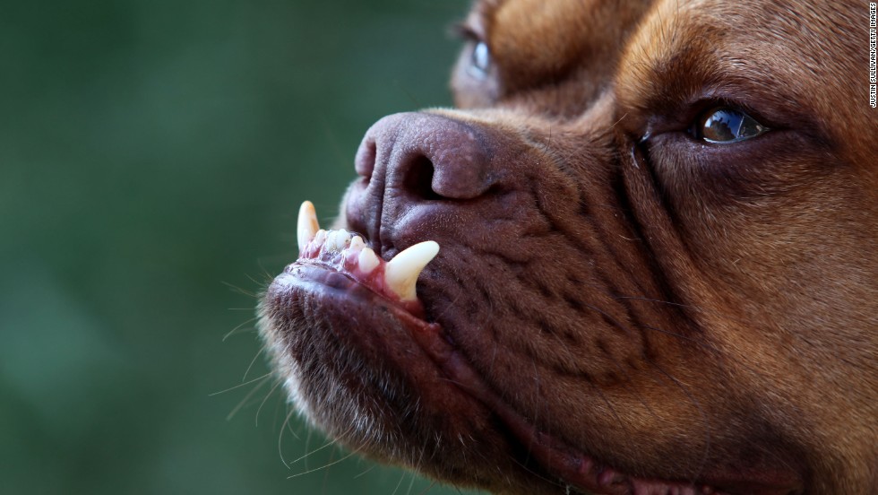 Los Perros Más Feos Del Mundo