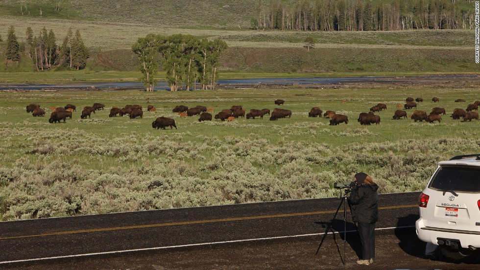 Rangers plead with with visitors to pull off the road to shoot pictures of bison (shown here in the Lamar Valley) or other wildlife that call Yellowstone home. Travelers have been known to stop their cars in the middle of the road to look at the view, or worse: look sideways to admire the nature while driving. 