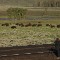 yellowstone park lamar valley bison