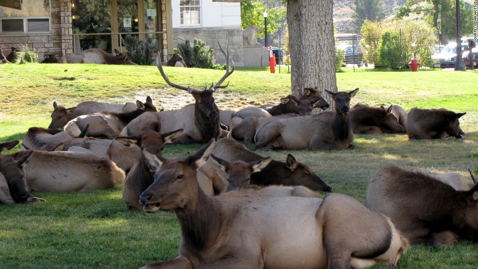 In elk mating season, which starts around September, the bulls come down from the mountains and gather up as many cows (female elk) as they can into harems. Shown here is a harem of 27 cows resting in Mammoth Hot Springs near the town post office. Visitors are cautioned to stay at least 25 yards away from the elk, which have been known to ram cars and trap people. 