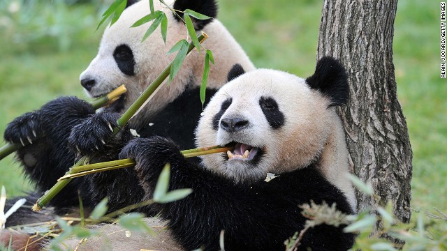 Efforts to boost the numbers of giant pandas in recent decades have been successful.