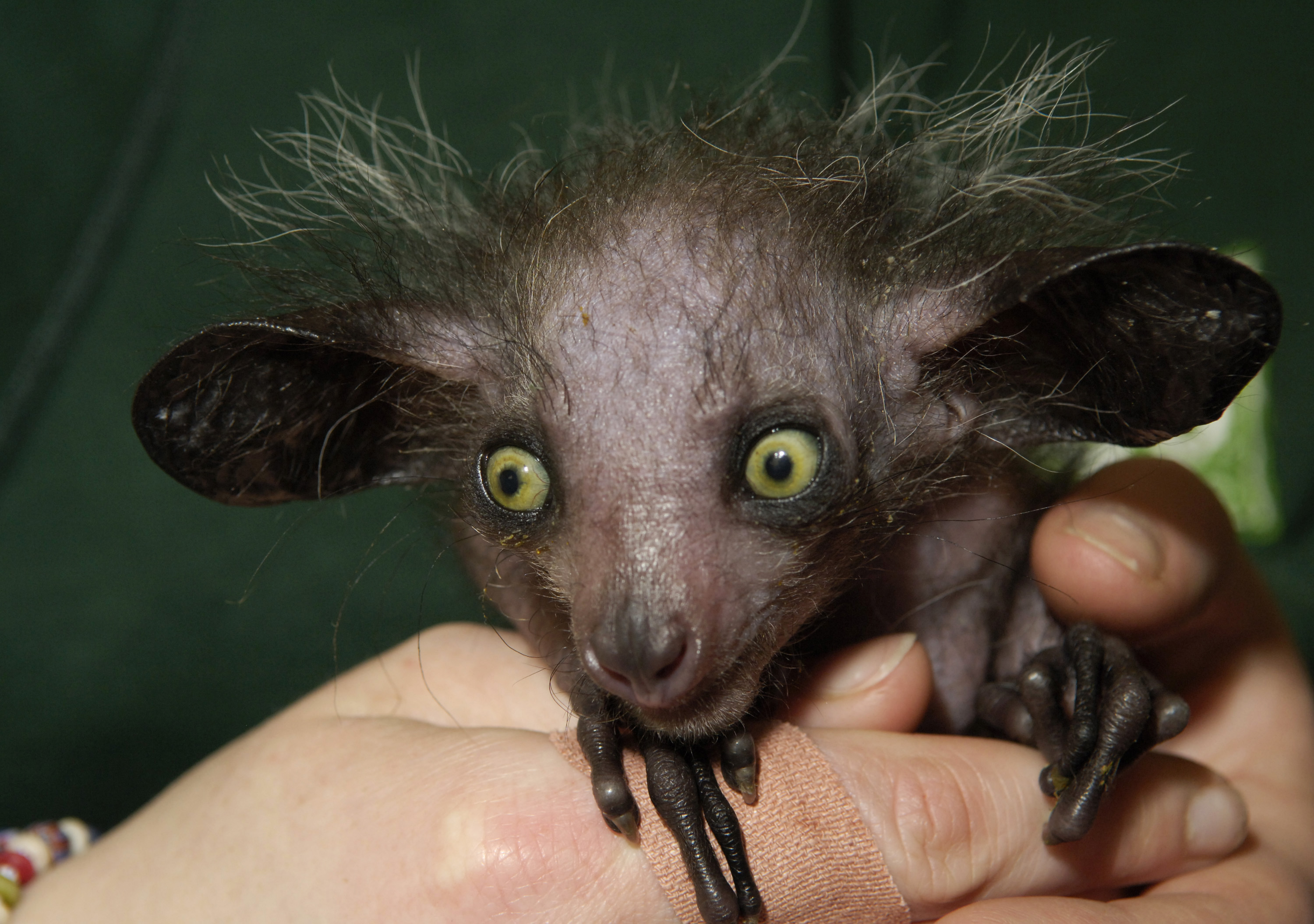 top 10 ugliest animals in the world 2021