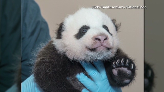 panda usb vaccine download