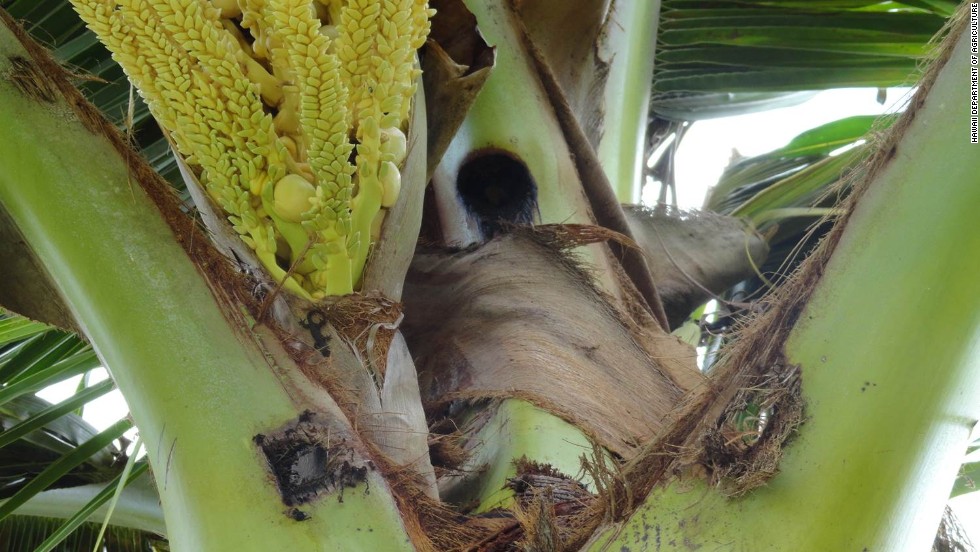 coconut rhinoceros beetle in florida