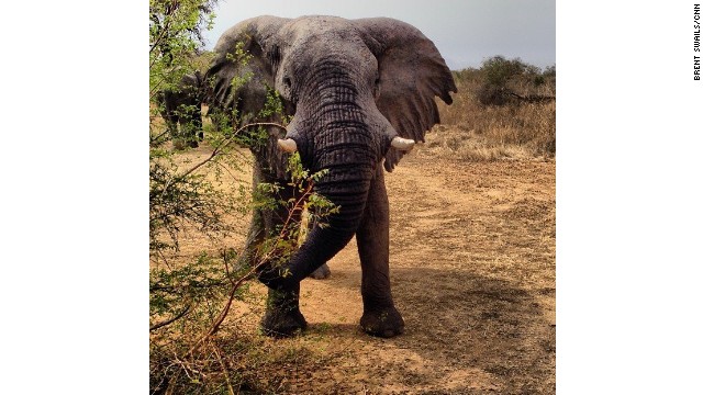 Elephants, rangers face growing threats in Chad