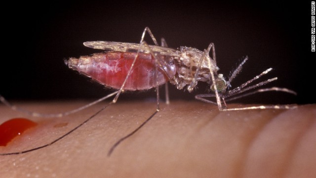 Gene editing could kill mosquitoes, but is it a good idea?