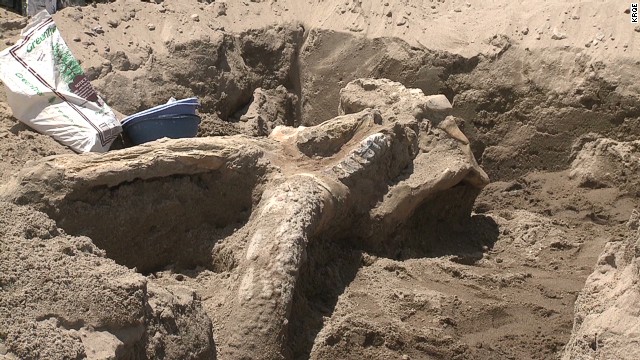 pkg stegomastodon fossil discovered new mexico_00002423.jpg