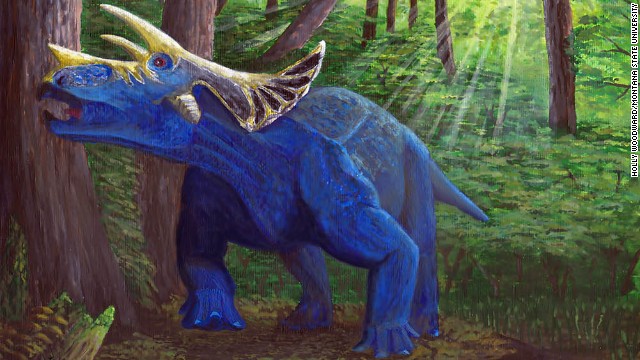 This image shows the evolution of the Triceratops in the Hell Creek Formation of Eastern Montana. (Image by Holly Woodward). The