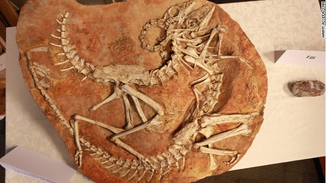 Dinosaur skeletons illegally smuggled in to the United States have been turned over to the Mongolian government in a repatriation ceremony on Thursday, July 10.