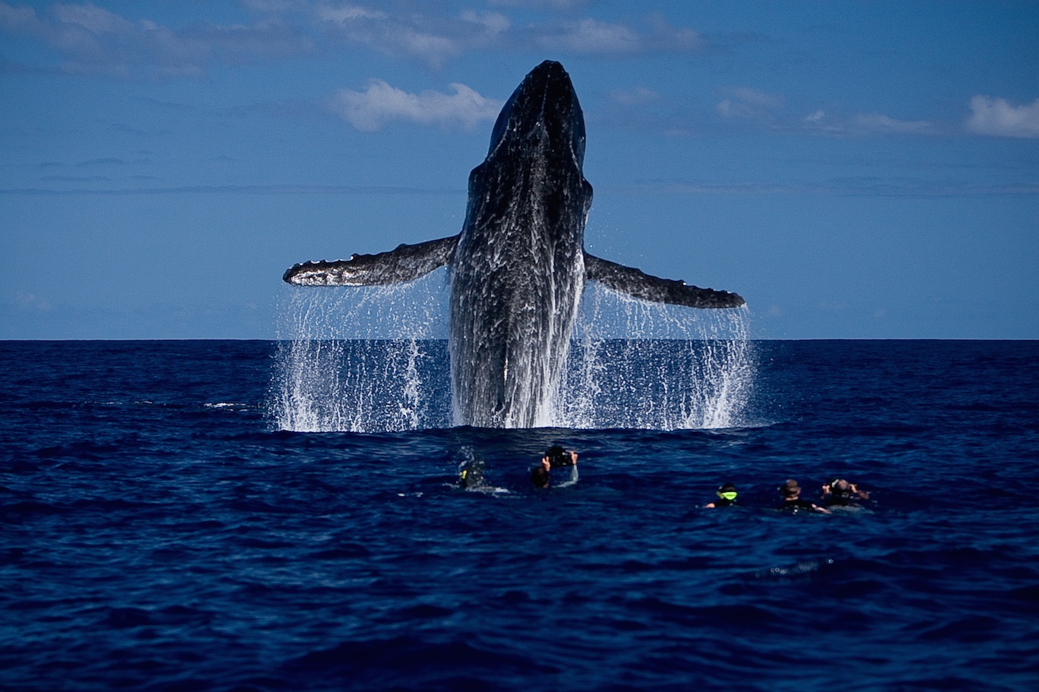Остров Тонга киты