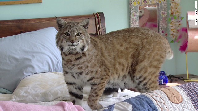 Woman renovates home to keep pet bobcat - CNN Video