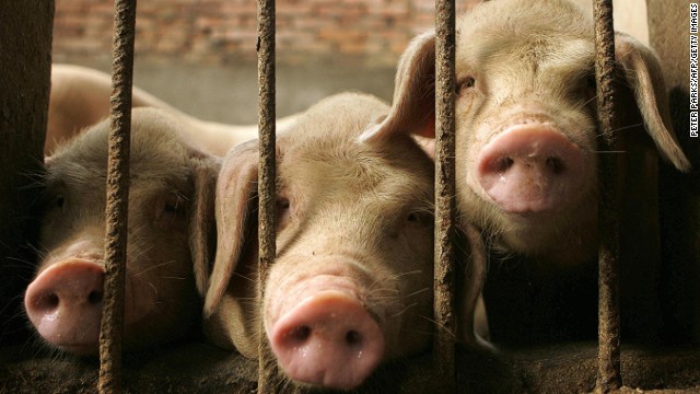 Chinese government reveals draft list of animals which can be farmed for meat