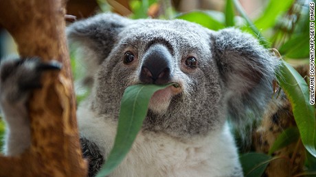 A female koala eats eucalyptus leaves in the Zoo parc of Beauval in St Aignan on July 19, 2014. . Beauval is the unique park in France with rare birth and koalas in captivity. AFP PHOTO / GUILLAUME SOUVANT (Photo credit should read GUILLAUME SOUVANT/AFP/Getty Images)