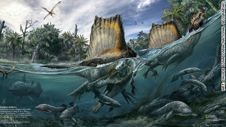 The only known dinosaur adapted to life in water, Spinosaurus swam the rivers of North Africa a hundred million years ago. The massive predator lived in a region mostly devoid of large, terrestrial plant-eaters, subsisting mainly on huge fish.
