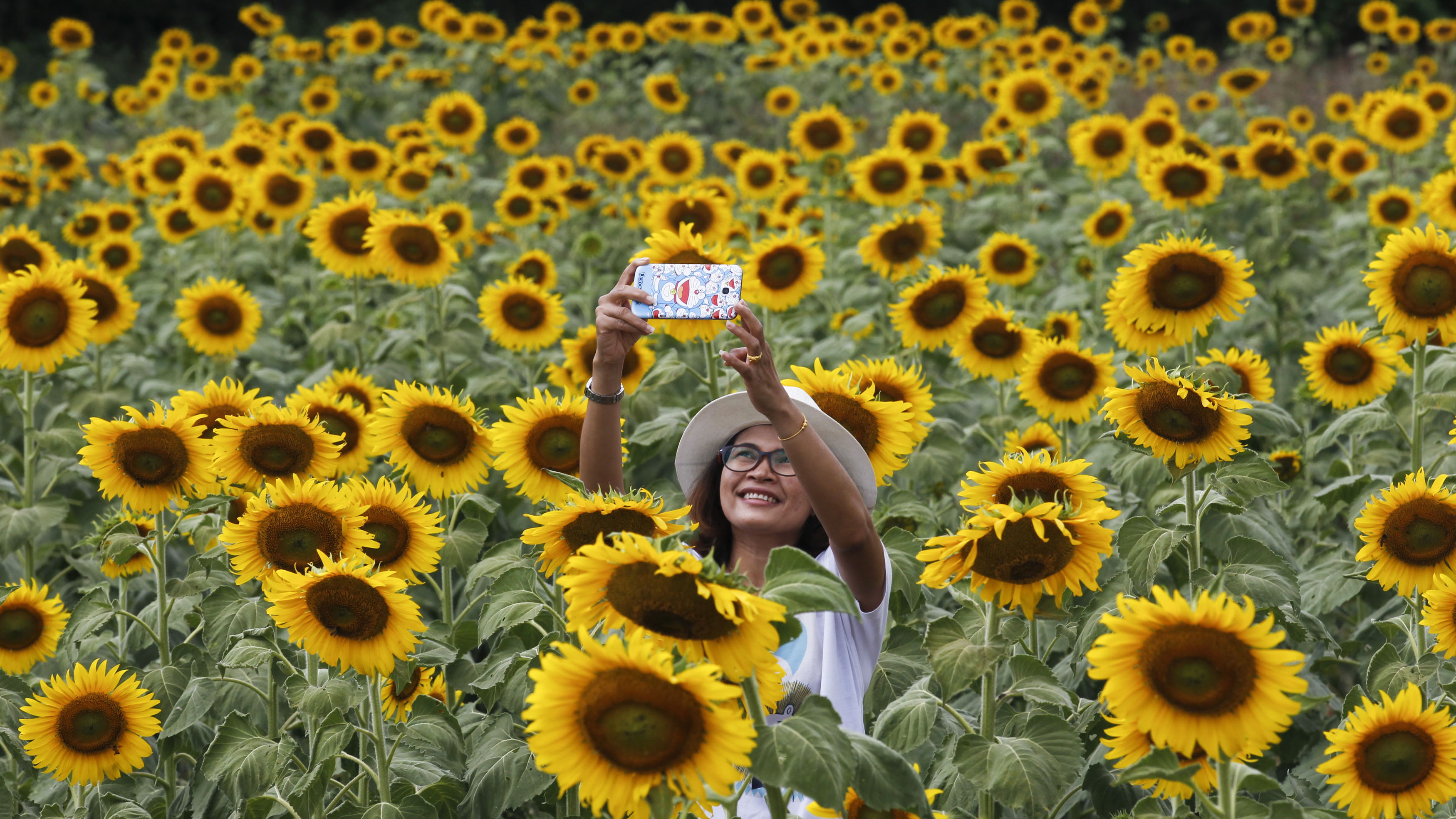 The Heat Wave Is Causing Sunflowers To Bloom Early Cnn Travel