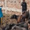 Inside Gadhimai The World S Biggest Ritual Slaughter Cnn