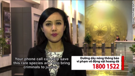 CNN readers funded an anti-pangolin-poaching PSA, now airing in Vietnam.