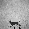 Shadow Photos Of Dogs Reveal Their 'primal Nature' - Cnn