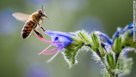 A bee gathers nectar from a flower in Pomarede, southern France, on July 8, 2014. AFP PHOTO / PHILIPPE HUGUEN        (Photo credit should read PHILIPPE HUGUEN/AFP/Getty Images)