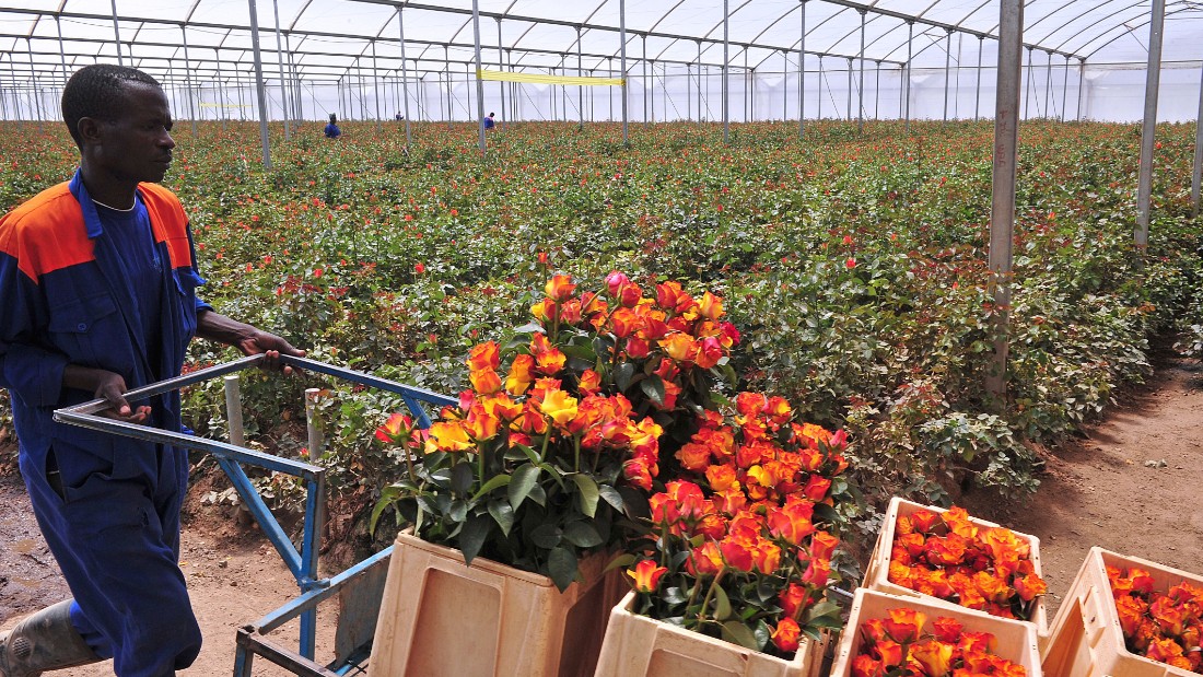 A worker at the Maridaidi Farm in Naivasha carries roses for export to Europe ahead of this year&#39;s Valentine&#39;s Day.