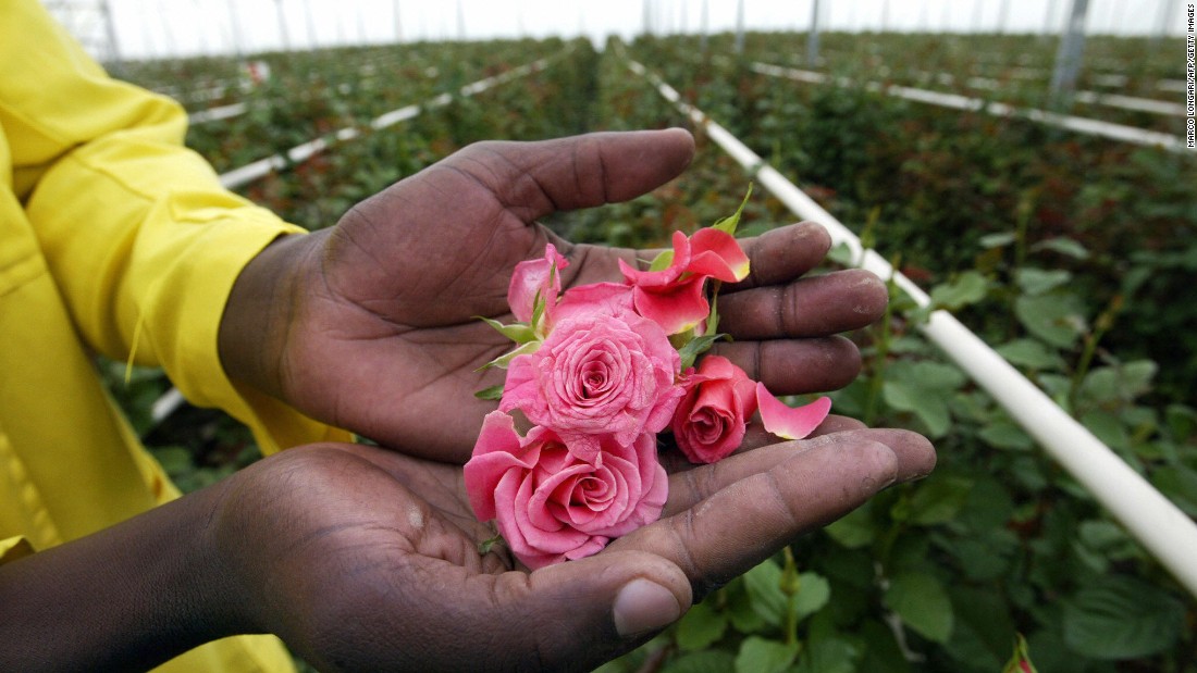The Kenya Flower Council says that an estimated 500,000 people, including more than 90,000 flower farm employees, depend on the country&#39;s floriculture industry.