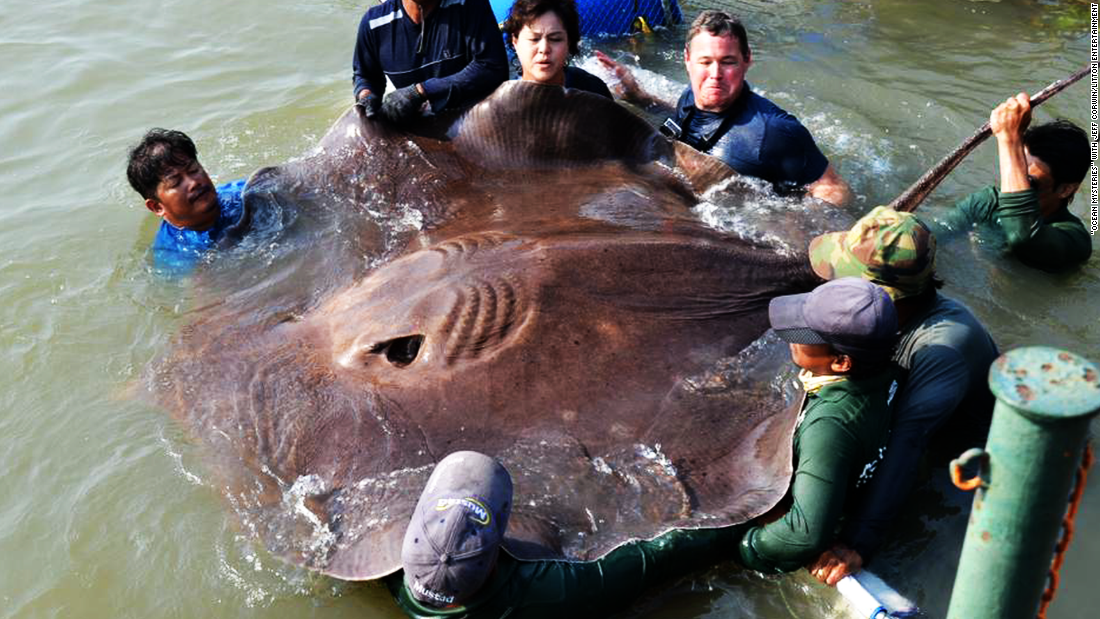 largest freshwater fish in the world