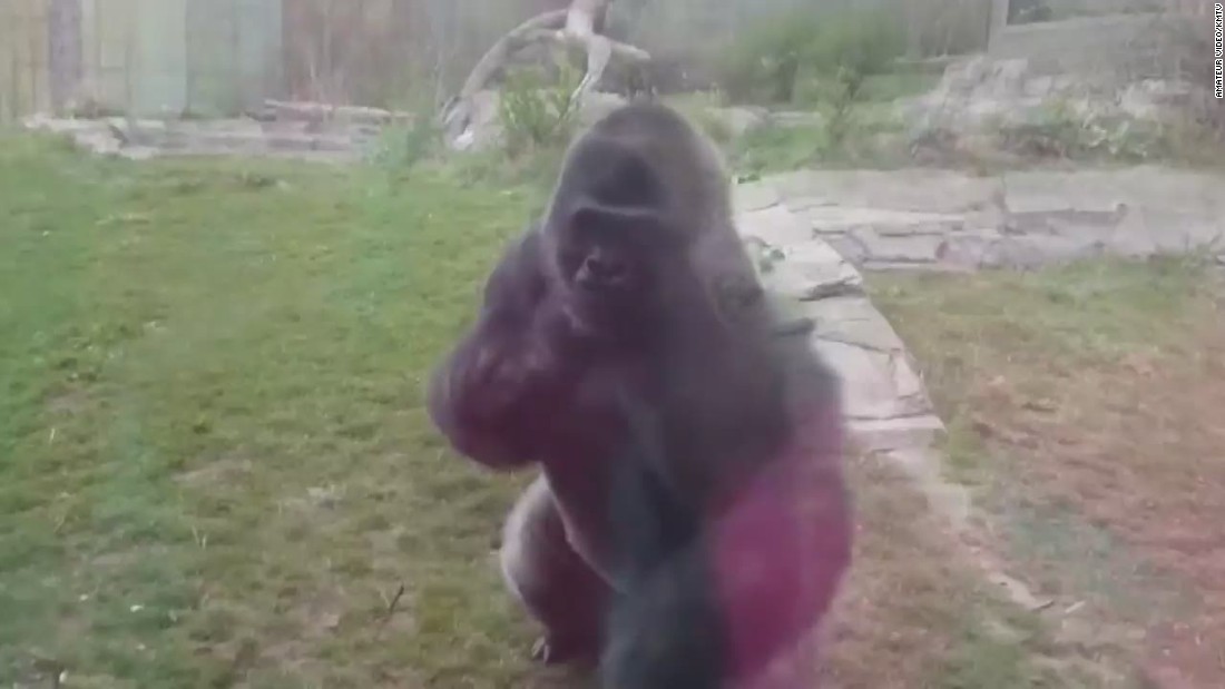 Gorilla cracks exhibit glass at zoo CNN Video