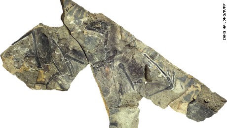 Bizarre Winged Dinosaur Discovered In China - CNN