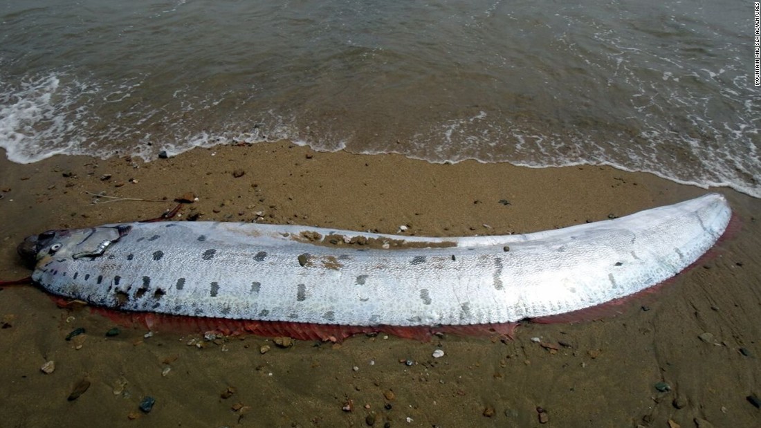 Rare 17foot oarfish washes ashore on a Calif. island CNN