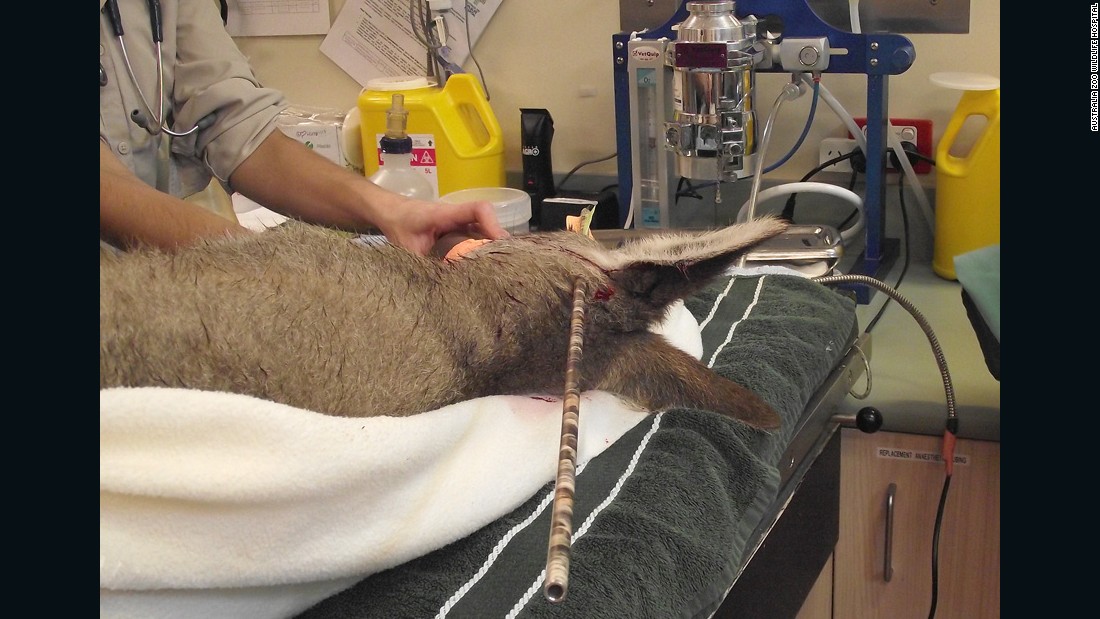 Kangaroo Impaled With Arrow Survives Cnn