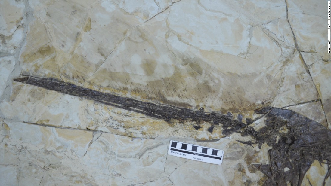 China discovers winged, feathered 'dragon' CNN