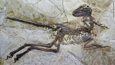 new chinese dinosaur