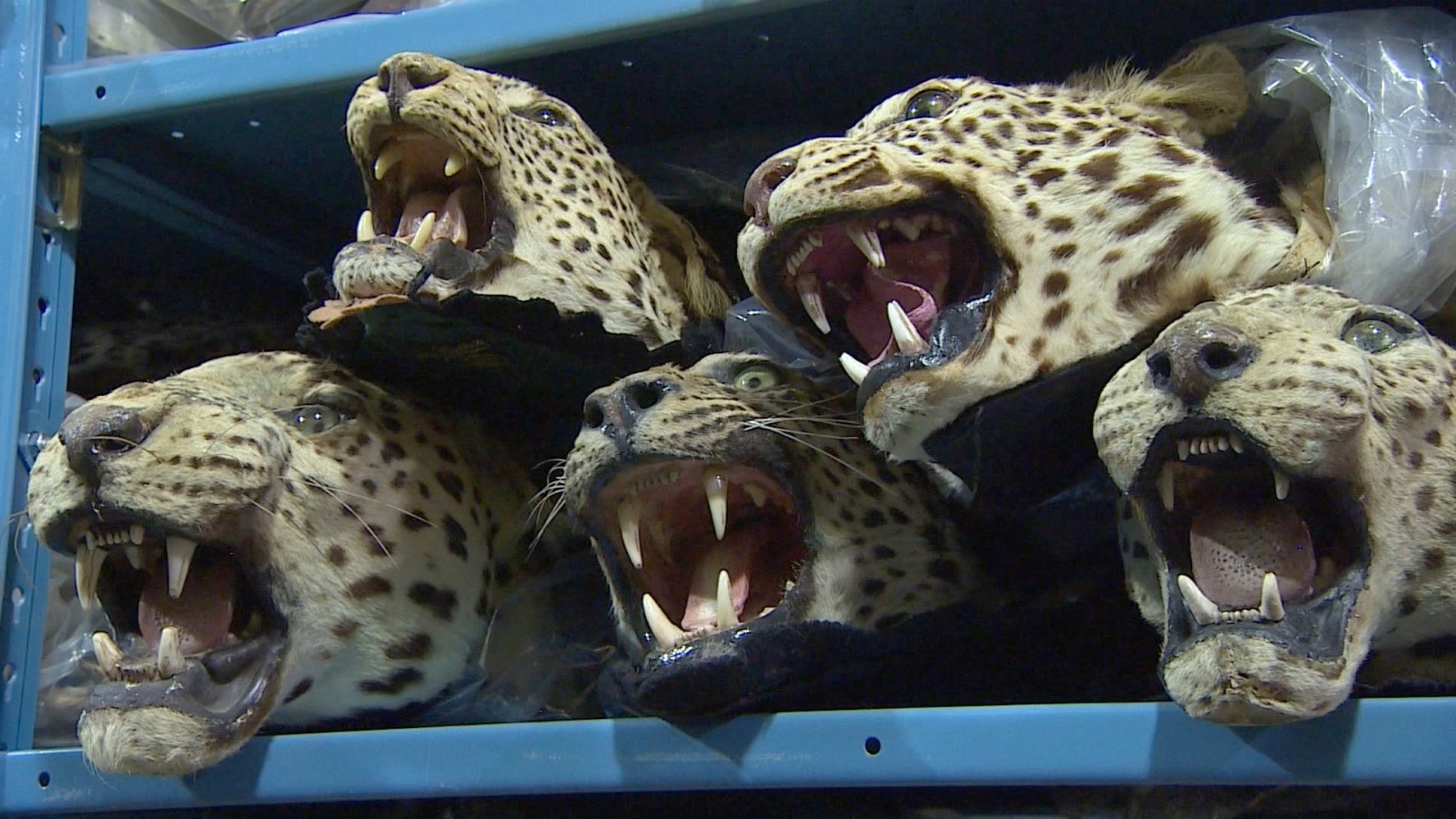 Gov Warehouse Holds Illegally Trafficked Wildlife Cnn