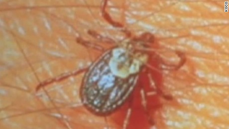 Explosive population of ticks - and diseases they bring - worry government