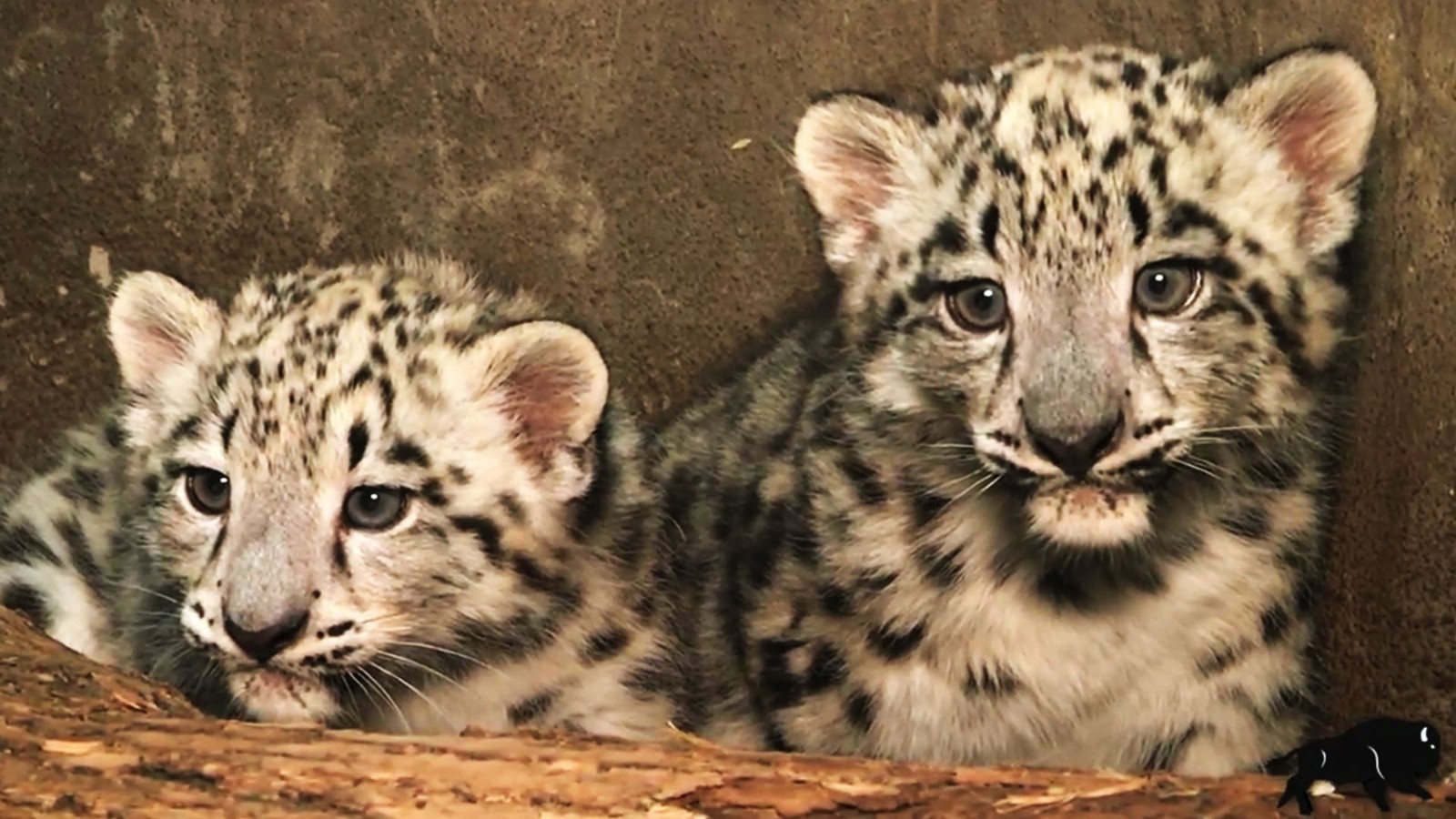 Two Rare Snow Leopard Cubs Born Cnn Video